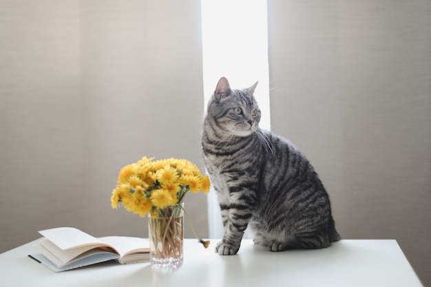 lustige graue Katze mit einem Strauß Löwenzahn zu Hause