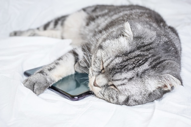 Lustige graue schottische Falzkatze, die in einer Umarmung mit einem Smartphone auf einem weißen Blatt schläft.