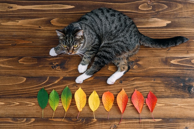 Lustige Hauptkatze, die auf einem hölzernen Hintergrund liegt und mit Herbstlaub spielt