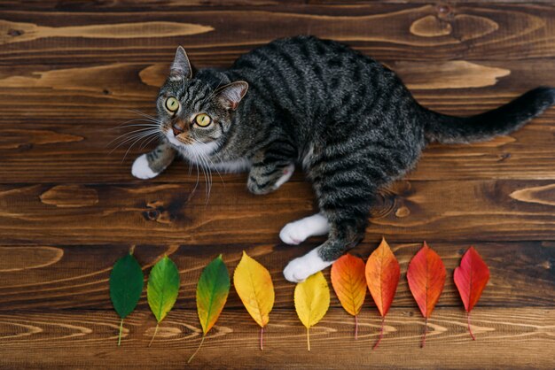 Lustige Hauptkatze, die auf einem hölzernen Hintergrund mit Herbstlaub liegt und auf der Kamera schaut. Lustige Haustiere.