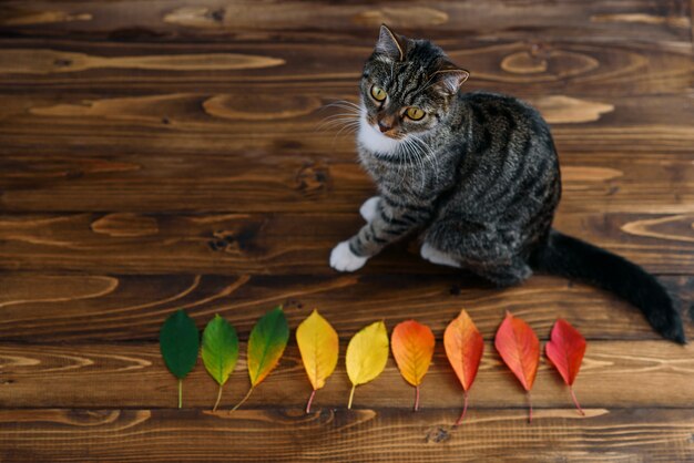 Lustige Hauptkatze, die auf einem hölzernen Hintergrund mit Herbstlaub sitzt und nach der Kamera sucht. Schöne Haustiere.