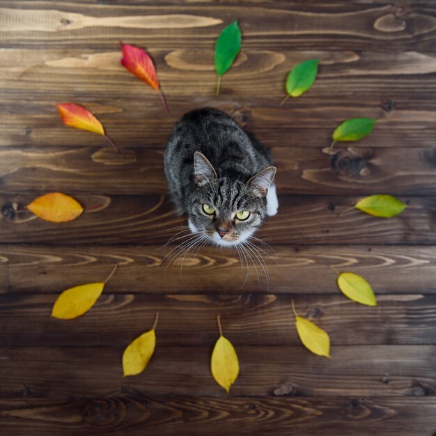 Lustige Hauptmiezekatze, die auf einem hölzernen Hintergrund mitten in dem Kreis des Herbstlaubs sitzt. Schöne Haustiere.