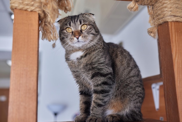 Lustige Hauskatze klettert den Katzenpfahl hoch