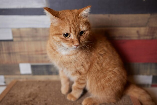 Lustige Hauskatze klettert den Katzenpfahl hoch