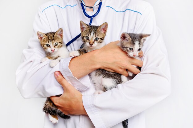 Lustige Kätzchen in den Händen eines Tierarztes. Ein Tierarzt hält Kätzchen. Kätzchen werden in einer Tierklinik untersucht. Porträt eines Tierkätzchens.