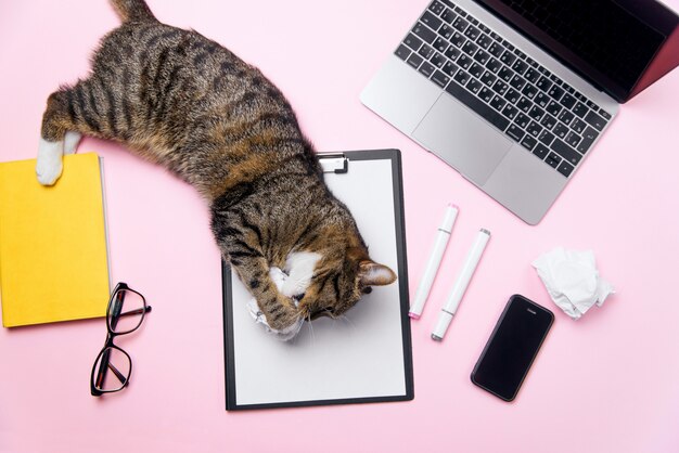 Lustige Katze, die auf dem Schreibtisch liegt und mit zerknitterten Papierkugeln spielt.