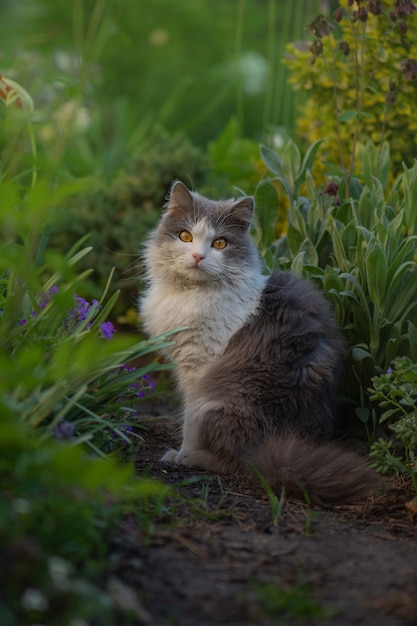 Lustige Katze, die die Magie des Sommertages genießt