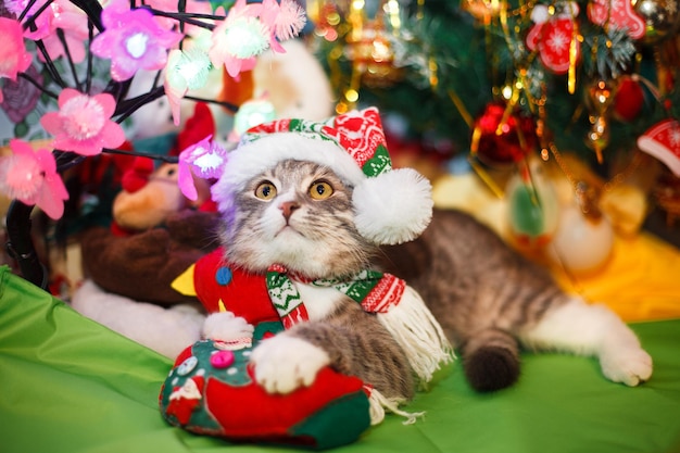 Lustige Katze in einem Neujahrshut unter einem Weihnachtsbaum