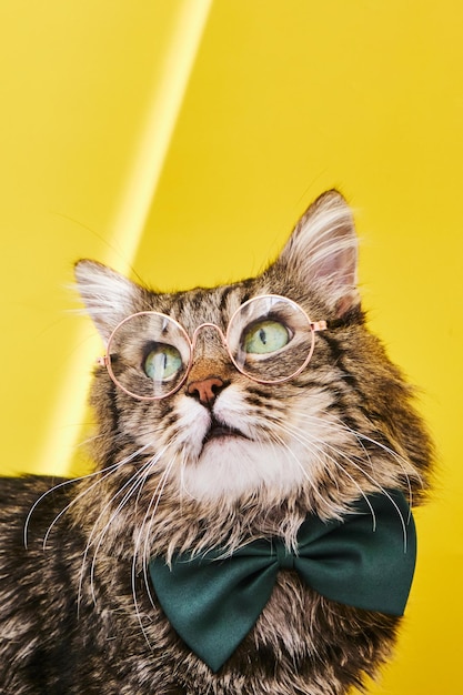 Lustige Katze in Fliege und Brille auf gelbem Hintergrund