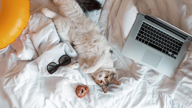 Lustige Katze liegt auf dem Rücken und schaut in die Kamera. Entspannendes Haustier mit Laptop, Donut, Sonnenbrille und gelbem Gummiring liegt auf dem Bett, Draufsicht. Urlaub Ruhe