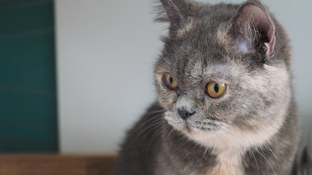 Lustige Katze Scottish Fold.