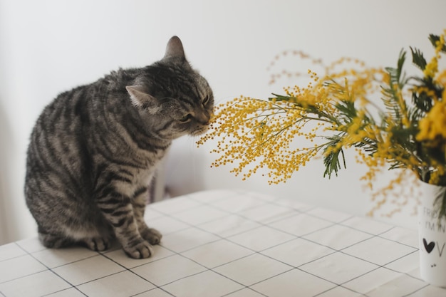 Lustige Katze und Mimosenzweige auf weißem Hintergrund zu Hause Grußkarte Frühlingskonzept