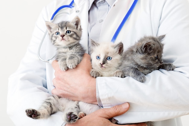 Lustige Katzen in den Händen des Tierarztes. Arzt Tierarzt untersucht Kätzchen. Säugetierkatzen in der Tierklinik. Veterinärmedizin für Haustiere und Katzen. Kätzchen Tierportrait.