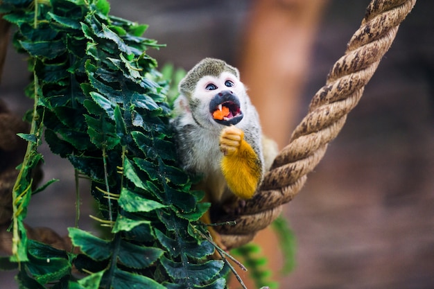 Lustige kleine Affen-Unterart im Zoo