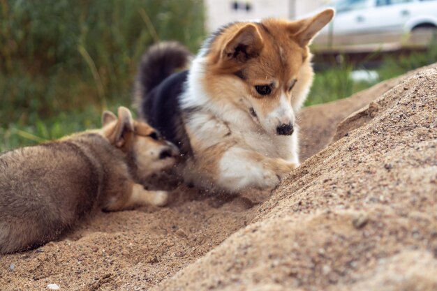 Lustige kleine Corgi-Hunde spielen im Sandhaufen Welpen graben Loch mit Pfoten Zwei Corgis, die zusammen im Freien im Hof spazieren