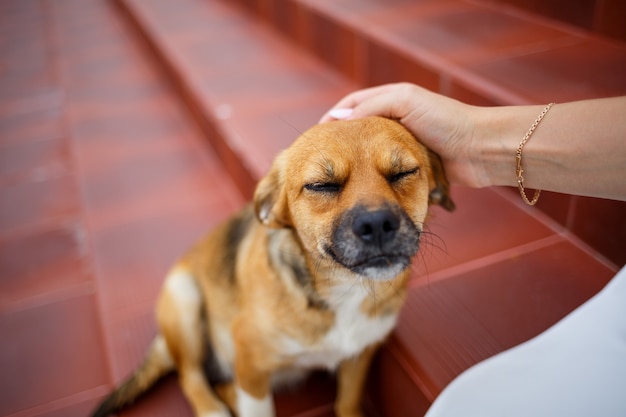 Lustige kleine Hunde am Hochzeitstag