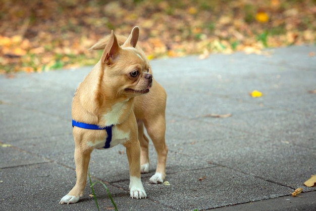 Lustige kleine Hunderasse vom Typ Chihuahua geht im Park spazieren.