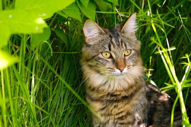 Lustige kleine Katze zu Fuß im Freien auf grünem Gras Schöne Tabby gestreifte Katze mit gelben Augen draußen Kleines graues Kätzchen auf dem Hof Die Katze sitzt im grünen Gras Gehen Sie mit einem Haustier Sommerhitze