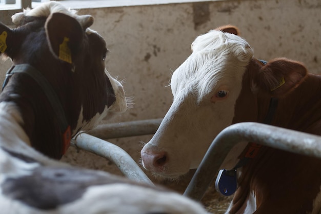 Lustige Kühe auf dem Konzept der Nutztierhaltung