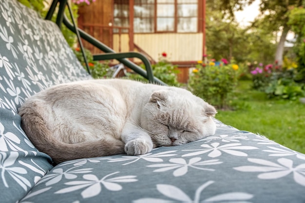 Lustige kurzhaarige weiße britische Hauskatze, die auf dem Gartenschaukelsofa schläft, Kätzchen, das sich ausruht und entspannt