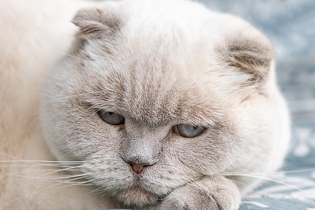 Lustige kurzhaarige weiße britische Hauskatze, die zu Hause drinnen schläft Kätzchen ruht und entspannt sich auf blauem Sofa Haustierpflege und Tierkonzept