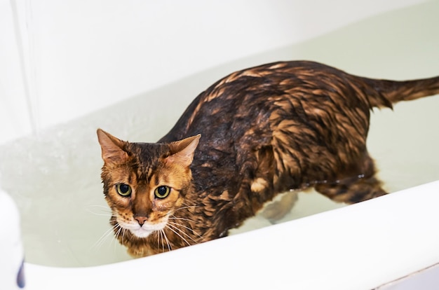 Lustige nasse Katze, die sich im Bad wäscht Süße bengalische Katze, die duscht