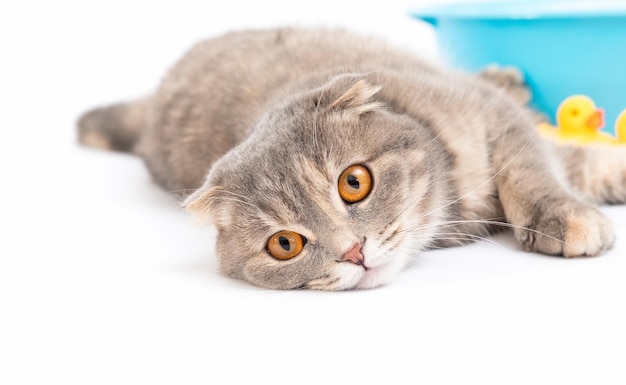 Lustige nasse Katze gewaschen schöne flauschige Katze auf dem Bett Katze nach dem Bad mit großen Augen Katze Waschen Konzept