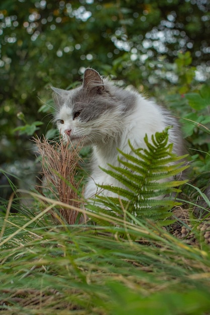 Lustige neugierige Katze, die an einem klaren Tag grünes Gras kaut Konzept der Gewinnung von Vitaminen durch Haustiere