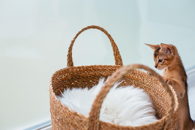 Lustige niedliche kleine Ingwer-abessinische Kätzchenkatze, die mit geflochtenem braunem Korb spielt und springt