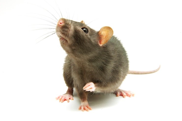 Foto lustige ratte isoliert auf weißem hintergrund