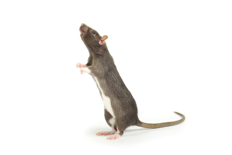 Foto lustige ratte isoliert auf weißem hintergrund