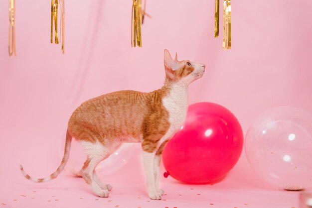 Lustige reinrassige Katze Cornish Rex zum Geburtstag mit Luftballons und einem Geschenk auf rosa Hintergrund