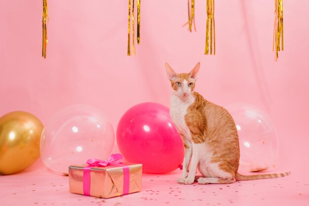 Lustige reinrassige Katze Cornish Rex zum Geburtstag mit Luftballons und einem Geschenk auf rosa Hintergrund