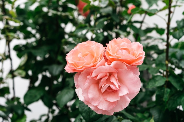 Foto lustige rose im garten