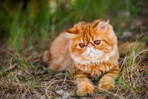 Lustige rote Perserkatze geht im Waldgras