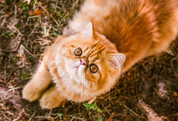 Lustige rote persische Katze in der Draufsicht des Herbsthintergrundes