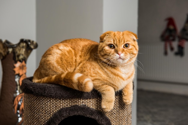 Lustige rote Scottish Fold Katze auf Katzenhaus