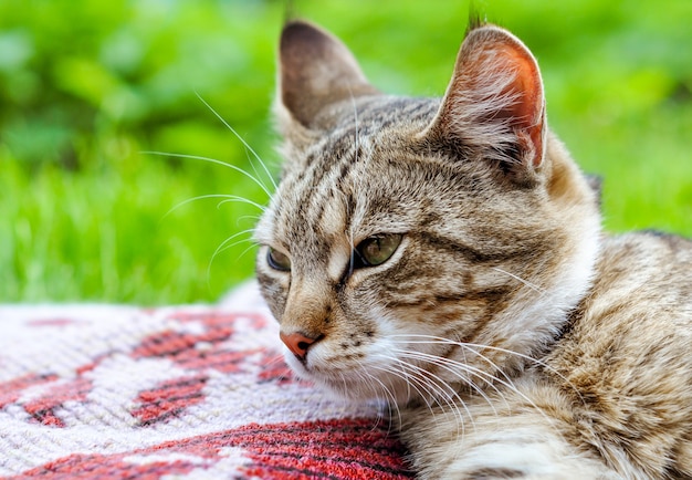 Lustige schlafende Tabbykatze