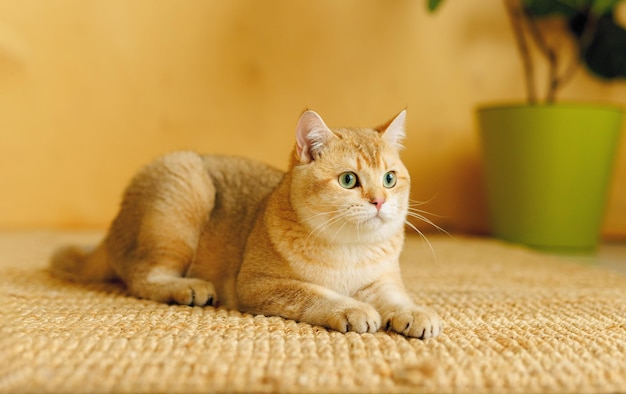 Lustige schottische Fold-Katze mit schönen großen Augen