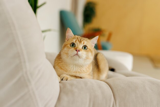 Lustige schottische Fold-Katze mit schönen großen Augen