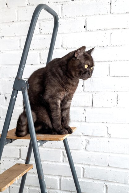 Lustige schwarz getigerte Katze sitzt oben auf der Trittleiter gegen weiß gestrichene Backsteinmauer