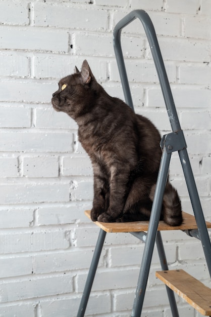 Lustige schwarze Tabby-Katze sitzt oben auf der Trittleiter gegen weiß gestrichene Backsteinmauer