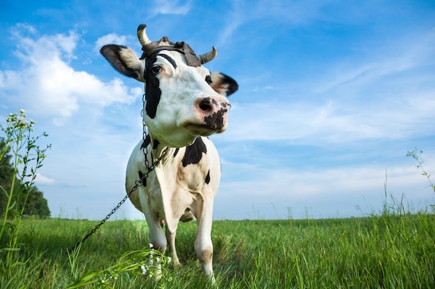 Lustige schwarze und weiße Milchkuh auf einer Weide mit frischem grünem Gras