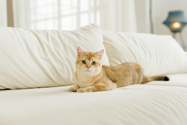 Lustige Scottish Fold-Katze mit schönen großen Augen