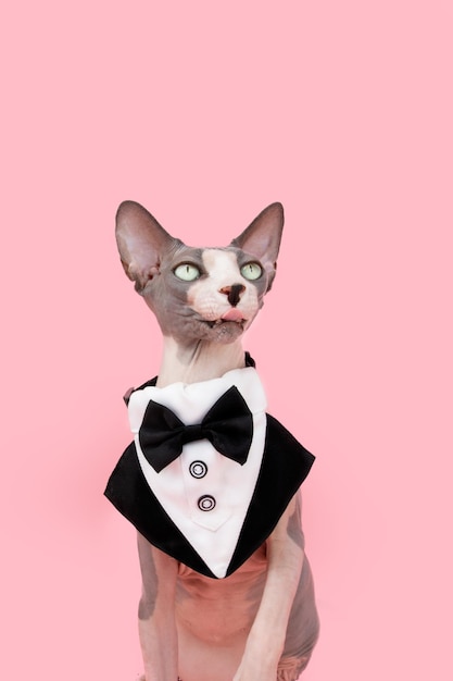 Lustige Sphynx-Katze, die die Zunge herausstreckt und einen Smoking trägt, der auf rosafarbenem Hintergrund isoliert ist. Feiert den Valentinstag oder den Geburtstag der Mutter