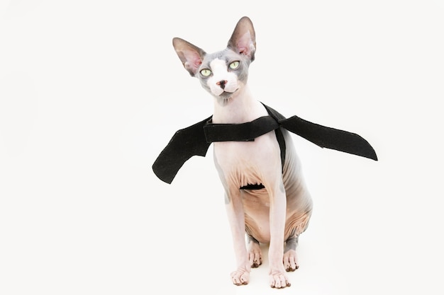 Lustige Sphynx-Katze, die Halloween oder Karneval in gruseligem Kostüm und schwarzer Fledermaus auf weißer Oberfläche feiert.