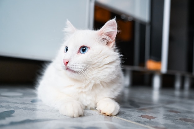 Lustige spielerische weiße Katze mit blauen Augen