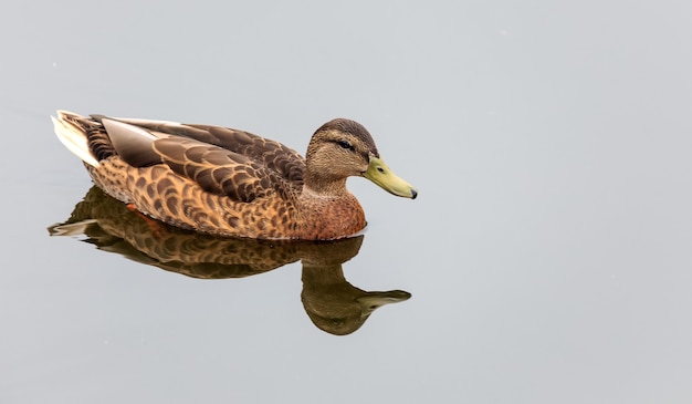 lustige Stockente und ihr Spiegelbild am Morgen nach Regen im Teich