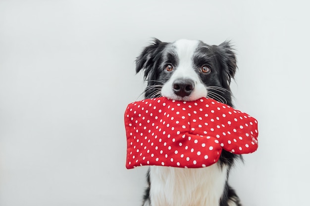 Lustige süße Hündchen Border Collie mit Küchentopfhalter, Ofenhandschuh im Mund isoliert auf weißem Hintergrund. Chefhund, der Abendessen kocht. Hausgemachtes Essen, Restaurantmenükonzept. Kochvorgang.