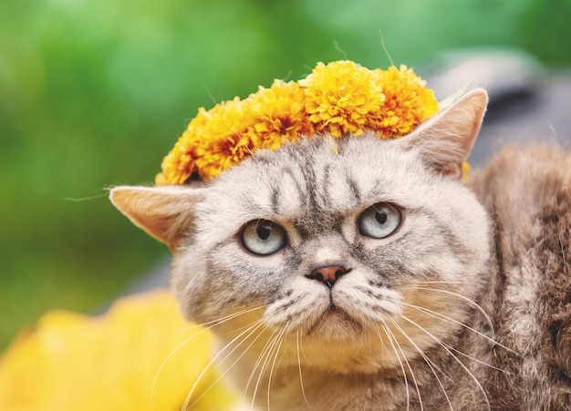 Lustige süße Katze gekrönt mit einem Kranz aus Chrysanthemenblumen